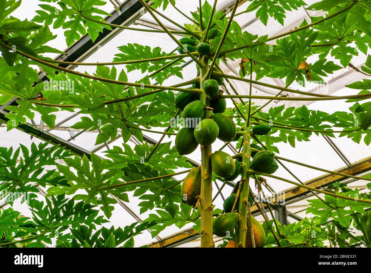 closeup of papaya trees bearing fruits, tropical fruiting plant specie from America Stock Photo