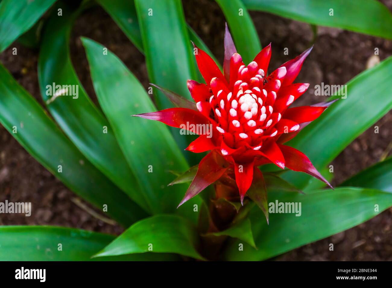 closeup of the flower of a bromelia guzmania magnifica plant, tropical plant specie from America Stock Photo