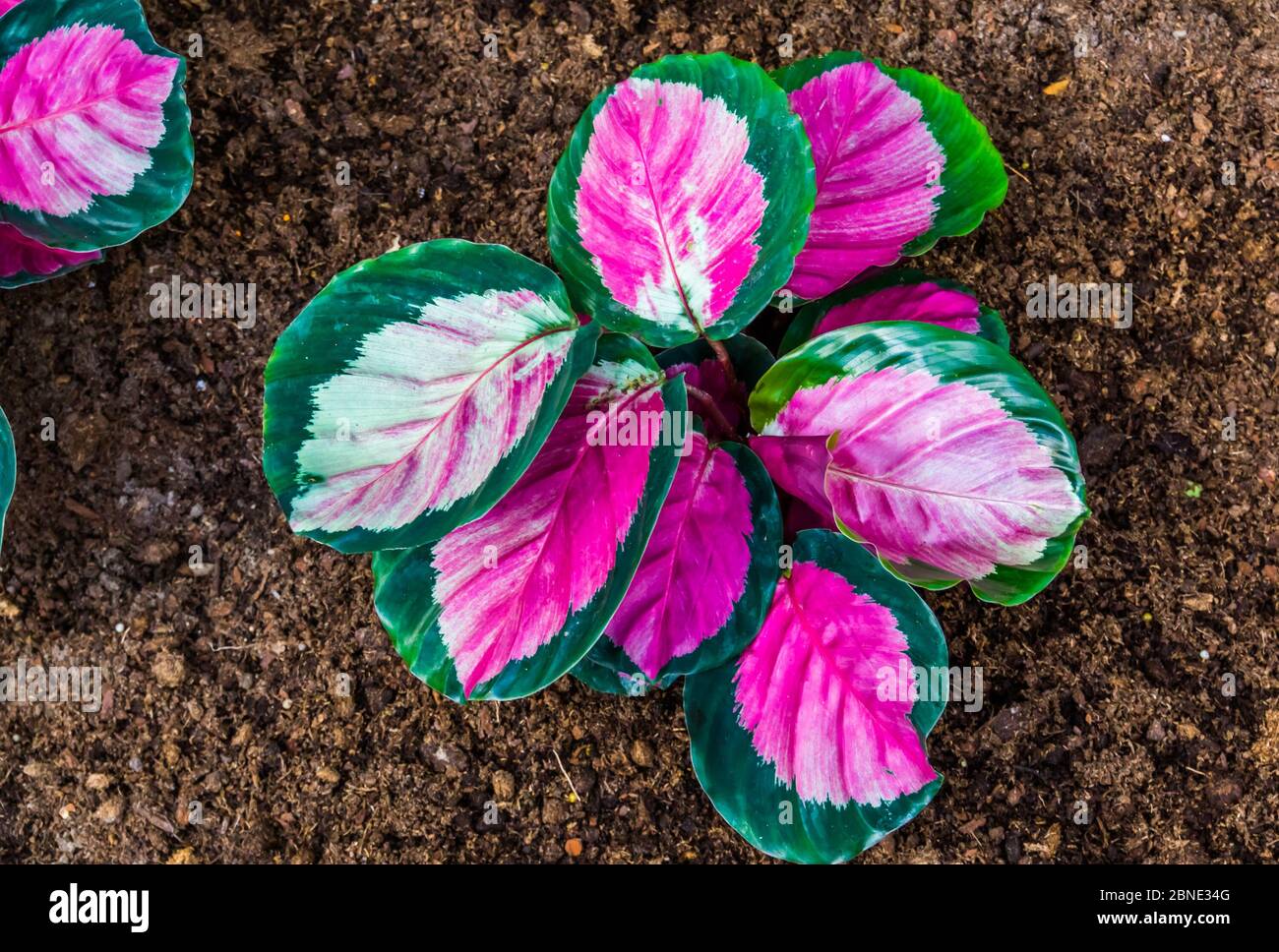 house plant pine Norfolk Island Pine Tree main image 0