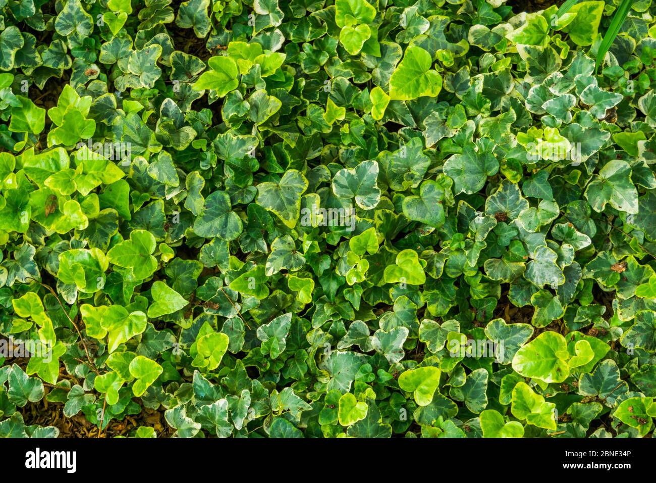 the leaves of a yellow variegated ivy plant in closeup, special ornamental cultivated specie Stock Photo