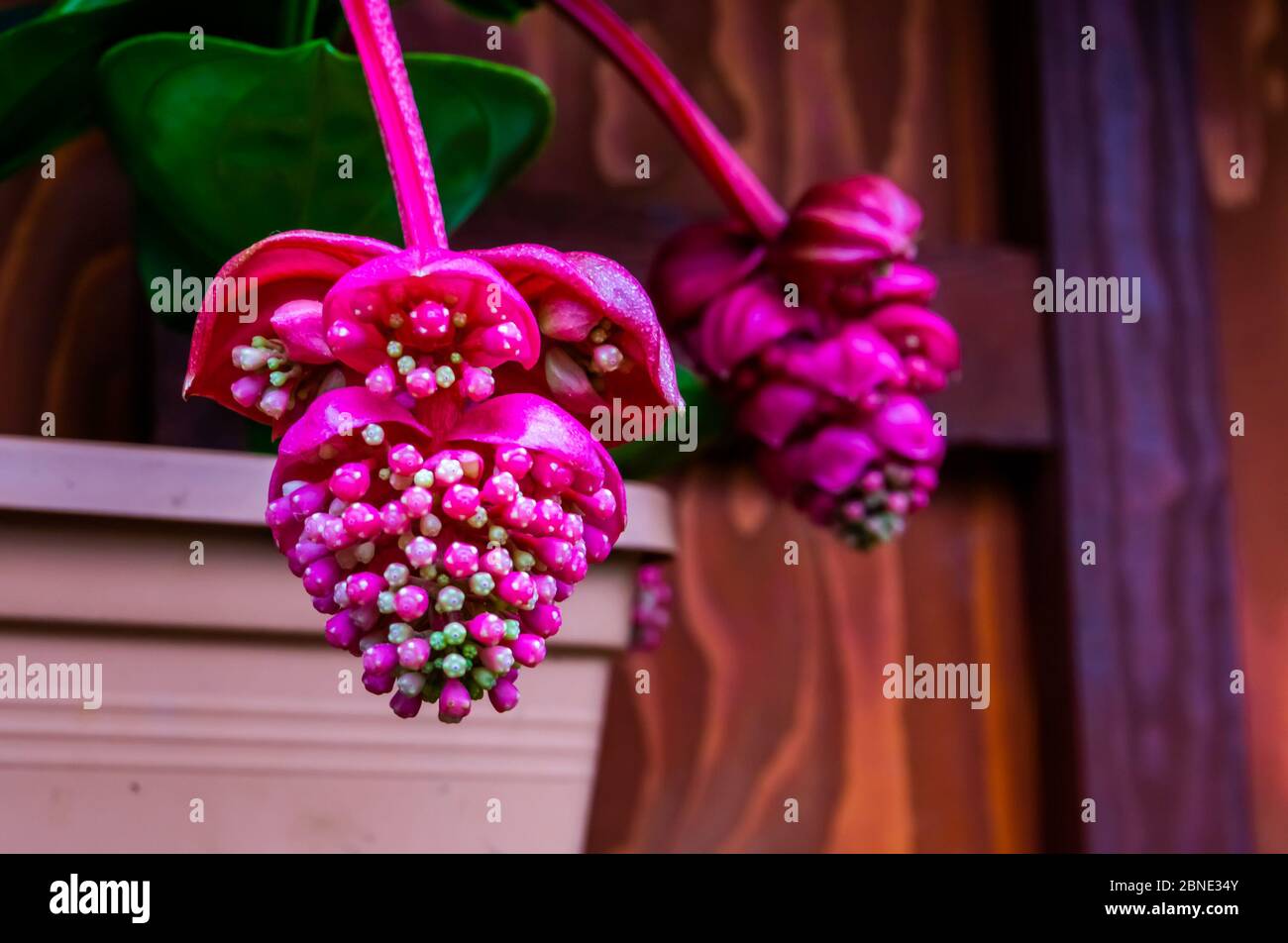 the flowers of a pink rose grape in macro closeup, tropical plant specie from the philippines, Asia Stock Photo