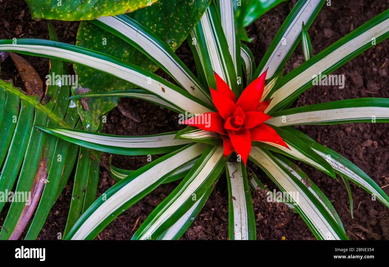 closeup of a bromelia flower in bloom, tropical plant specie from America Stock Photo