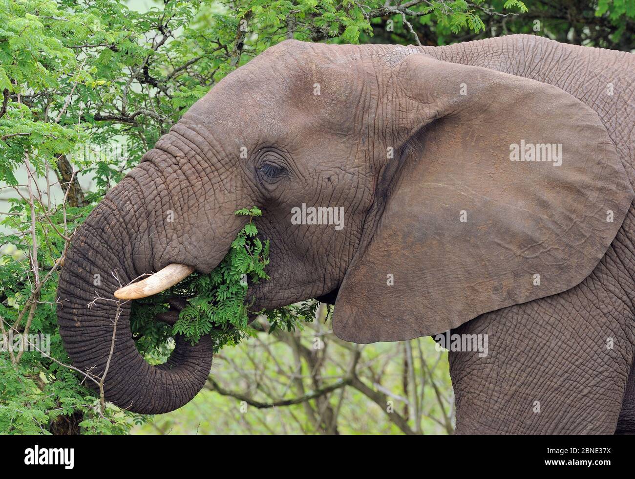 African elephant (Loxodonta africana) feeding, iMfolozi National Park, South Africa Stock Photo