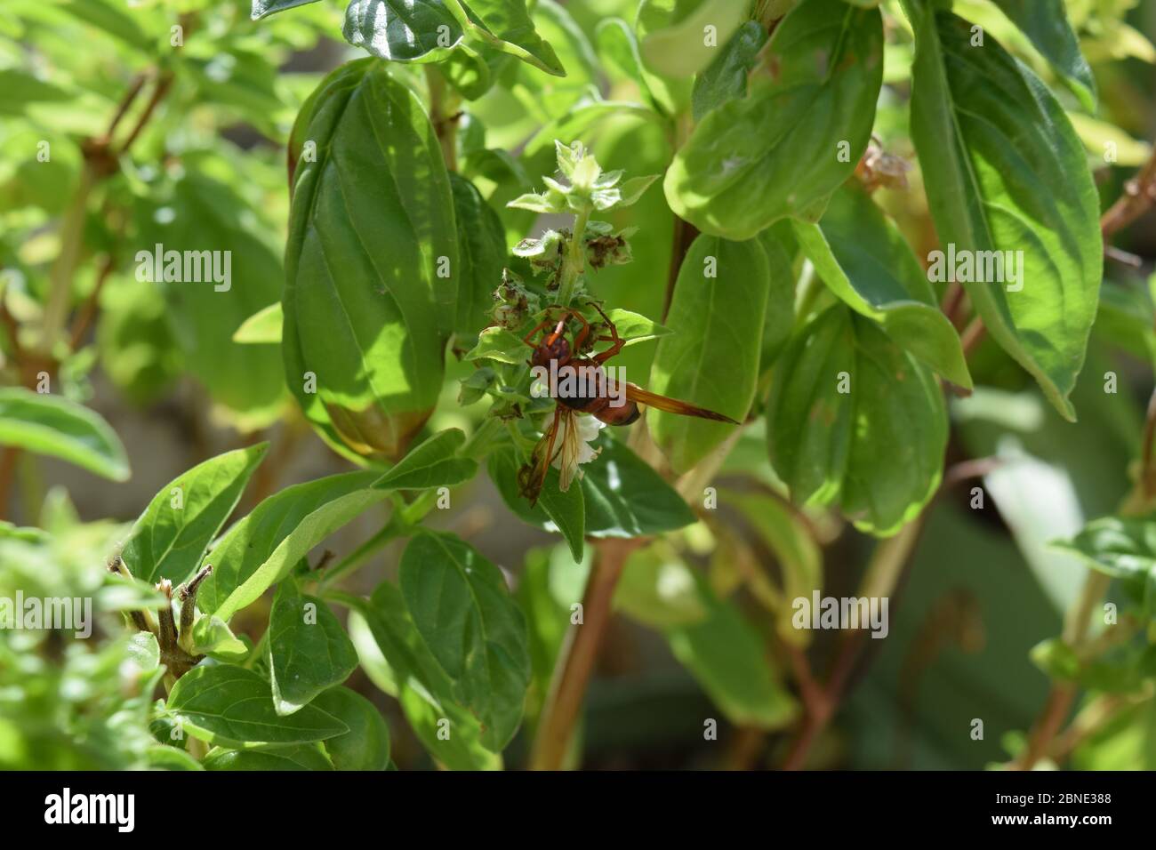 Oriental hornet wasp searching for food on the leaves of the plant Stock Photo