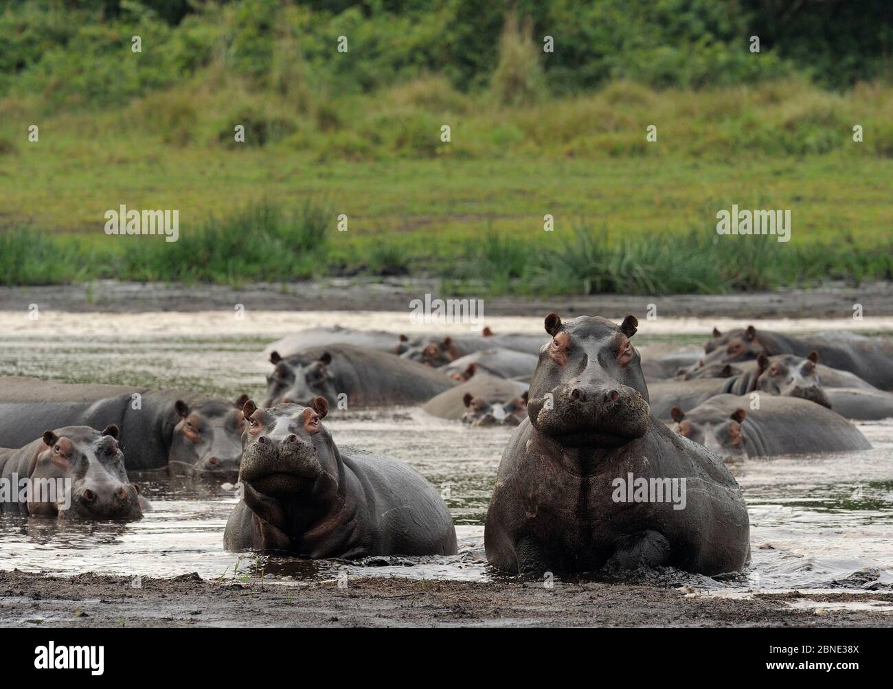 Hippopotamus (Hippopotamus amphibius) aggressive dominant male with harem, Lake St Lucia Wetlands National Park, South Africa Stock Photo