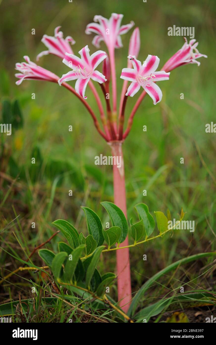 Cape grass lily (Crinum sp) St Lucia Wetlands National Park, South Africa Stock Photo