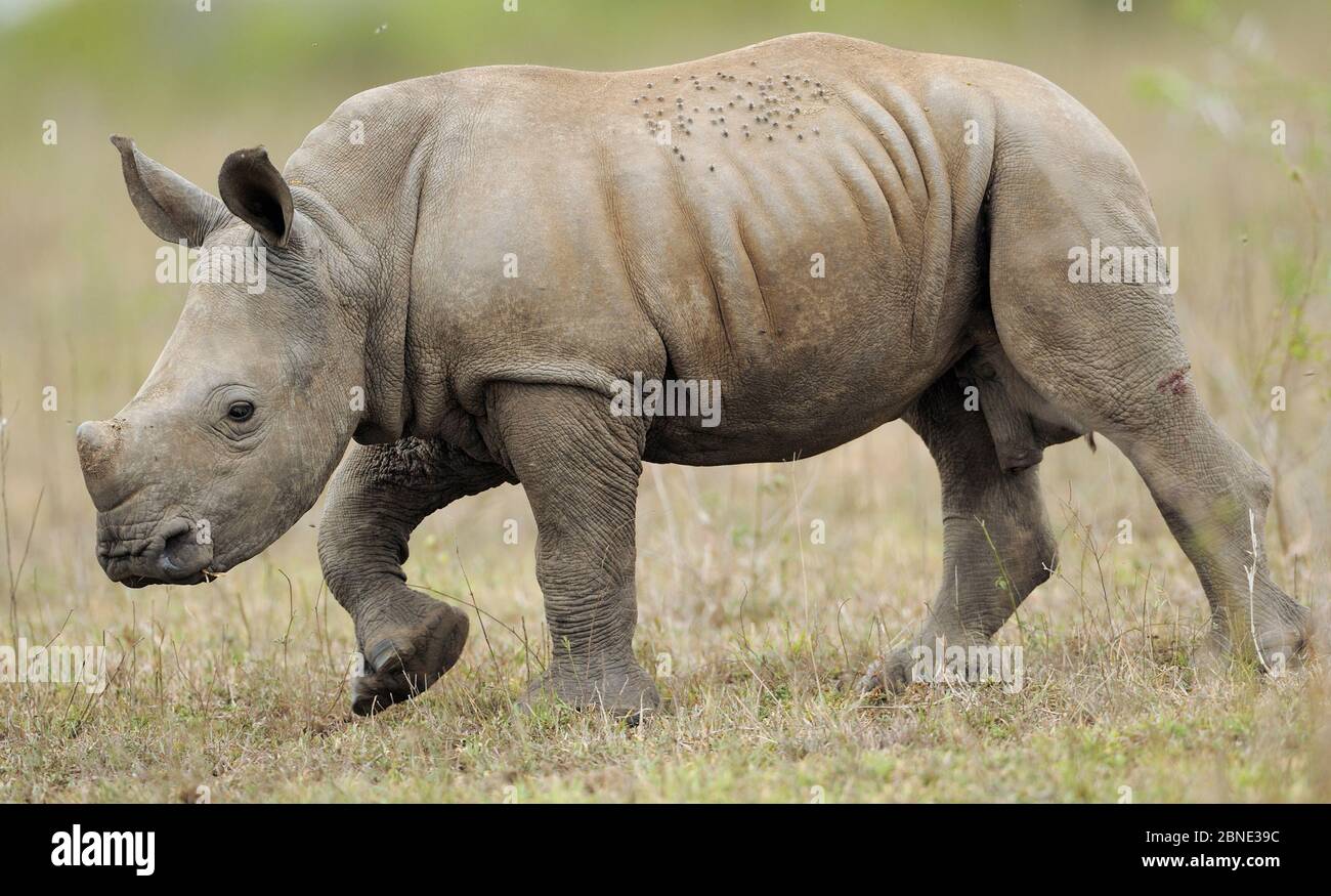 White rhinoceros (Ceratotherium simum) calf, iMfolozi National Park, South Africa Stock Photo