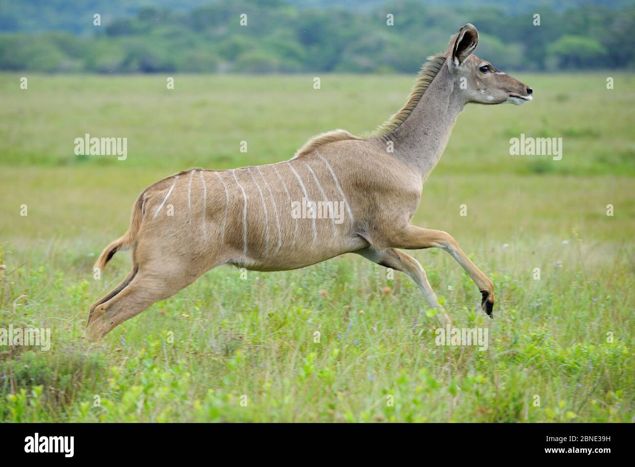 Greater kudu (Tragelaphus strepsiceros)  female running,  St Lucia Wetlands National Park, South Africa Stock Photo
