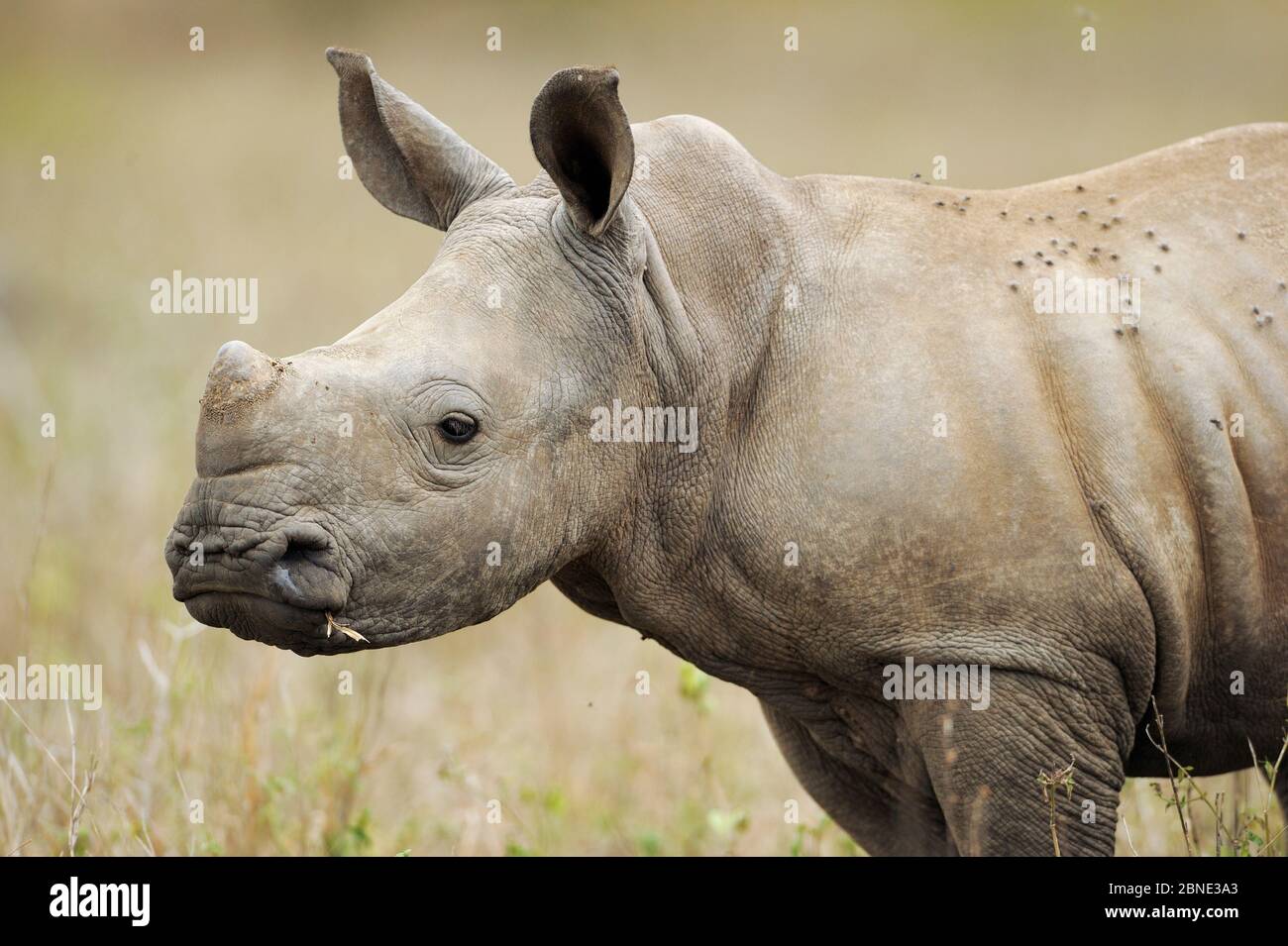 White rhinoceros (Ceratotherium simum) calf, iMfolozi National Park, South Africa Stock Photo