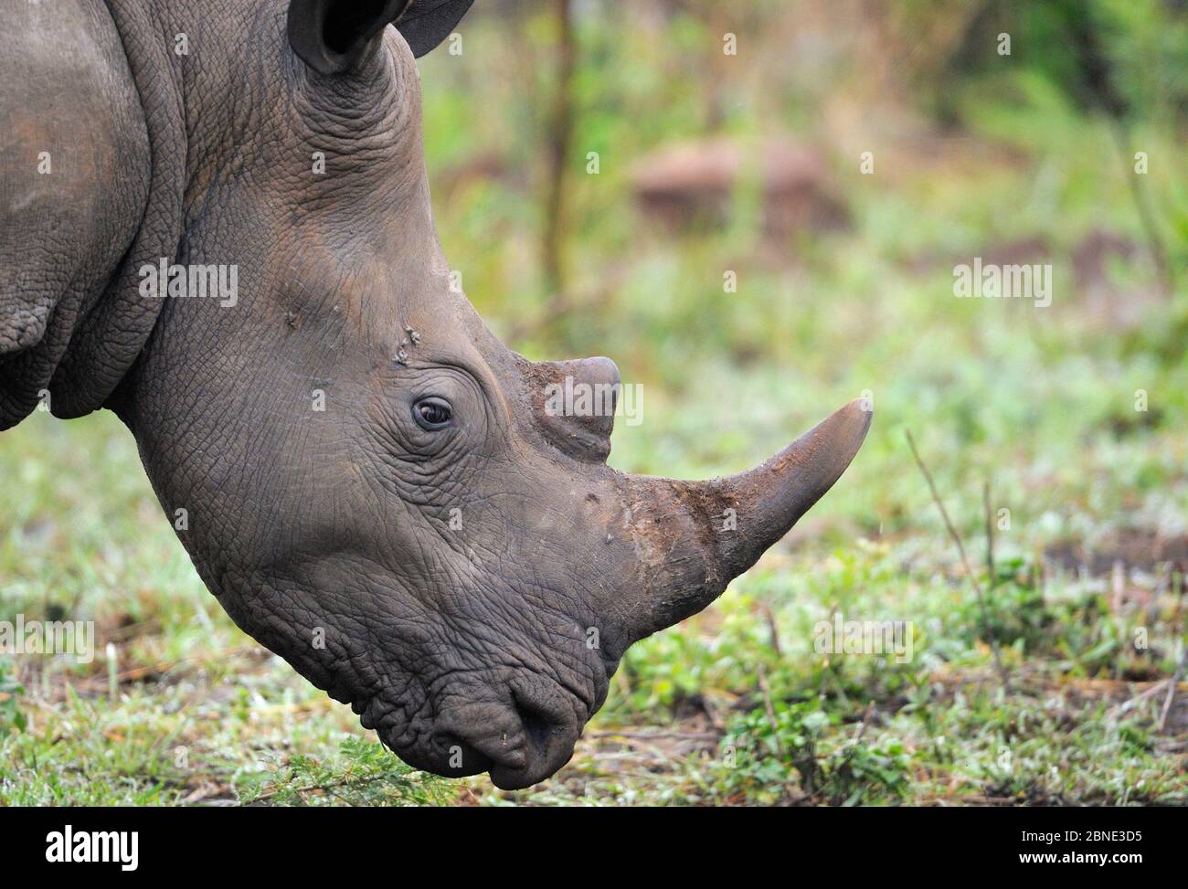 White rhinoceros (Ceratotherium simum) grazing, iMfolozi National Park, South Africa Stock Photo