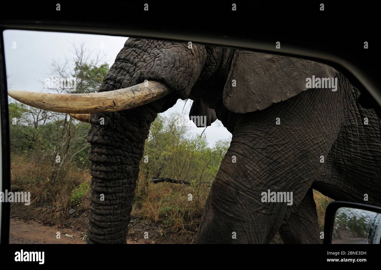 Elephant (Loxodonta africana) seen through window of safari car, with radio collar. iMfolozi National Park, South Africa Stock Photo