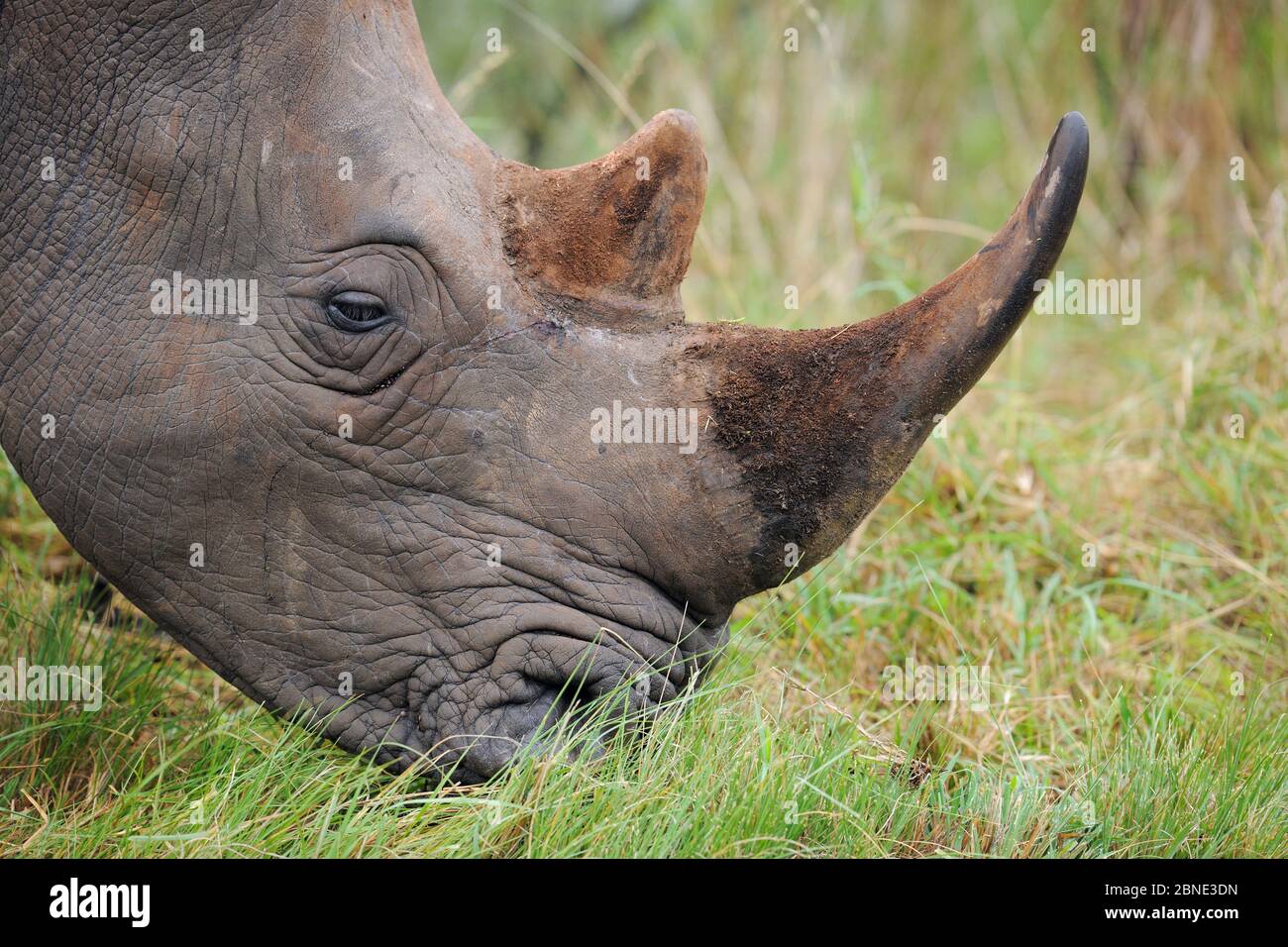 White rhinoceros (Ceratotherium simum) head profile portrait grazing, iMfolozi National Park, South Africa Stock Photo