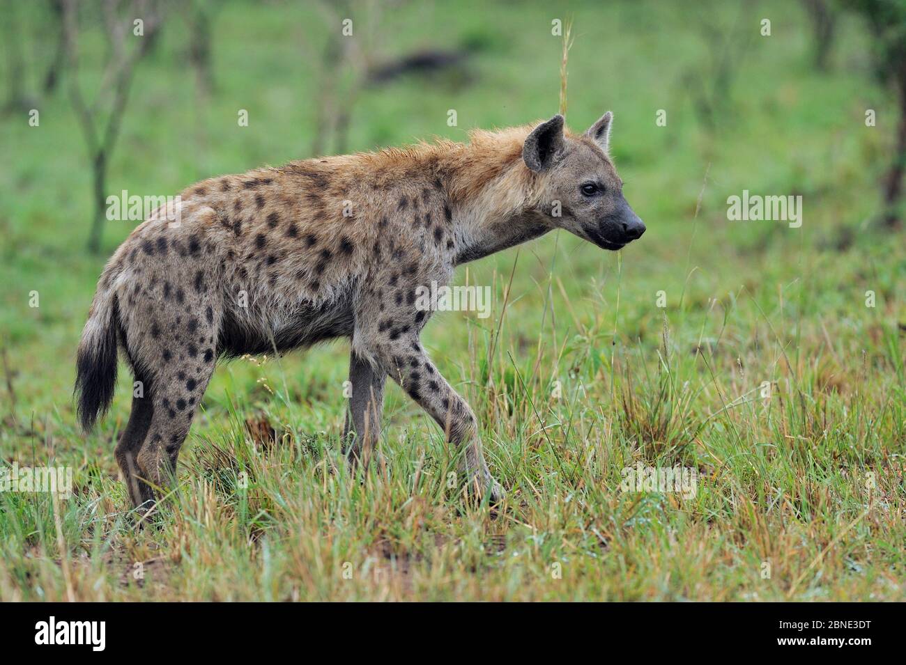 Spotted hyaena (Crocuta crocuta) profile, iMfolozi National Park, South Africa Stock Photo