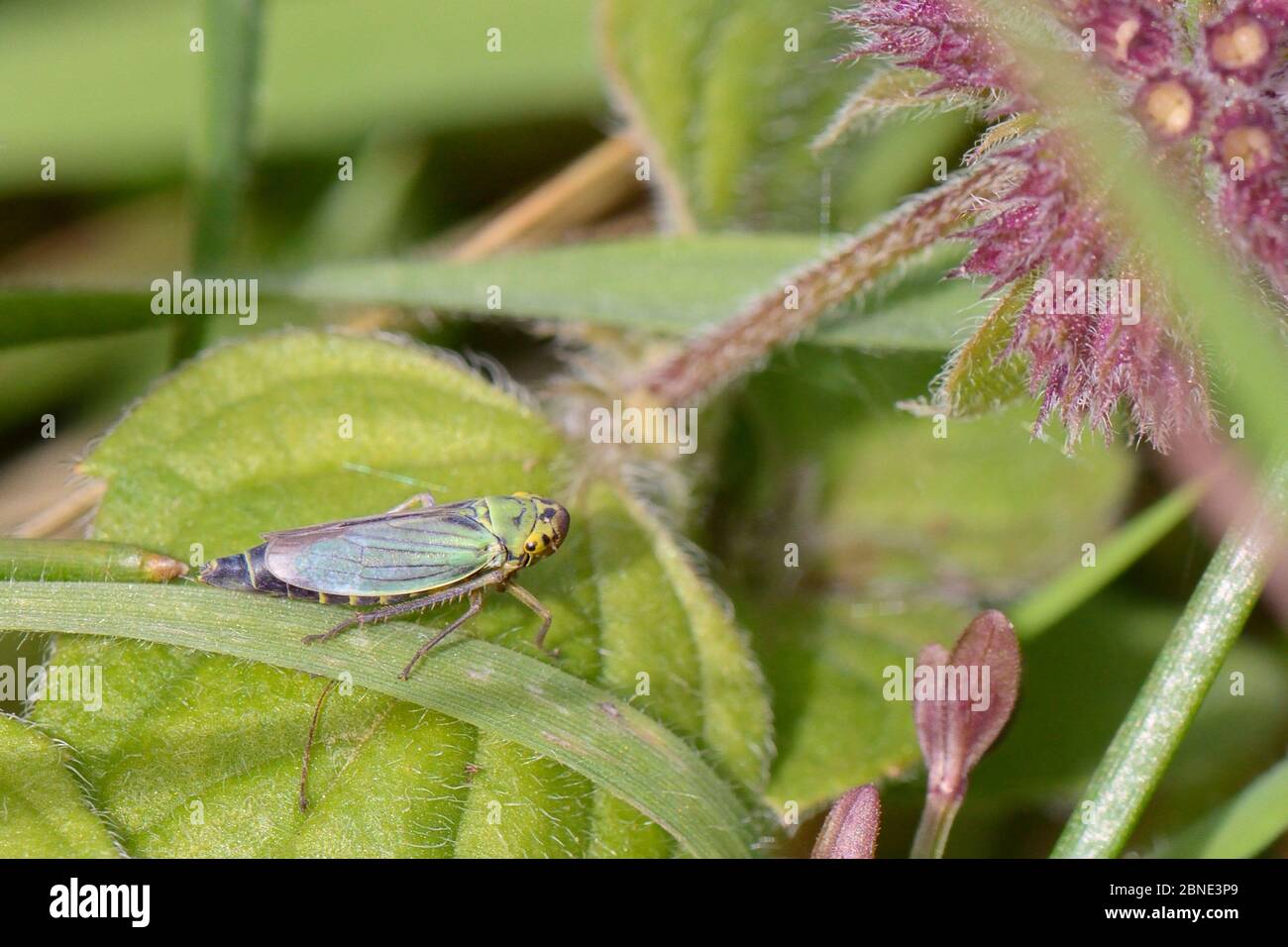 Green leaf hopper hires stock photography and images Alamy