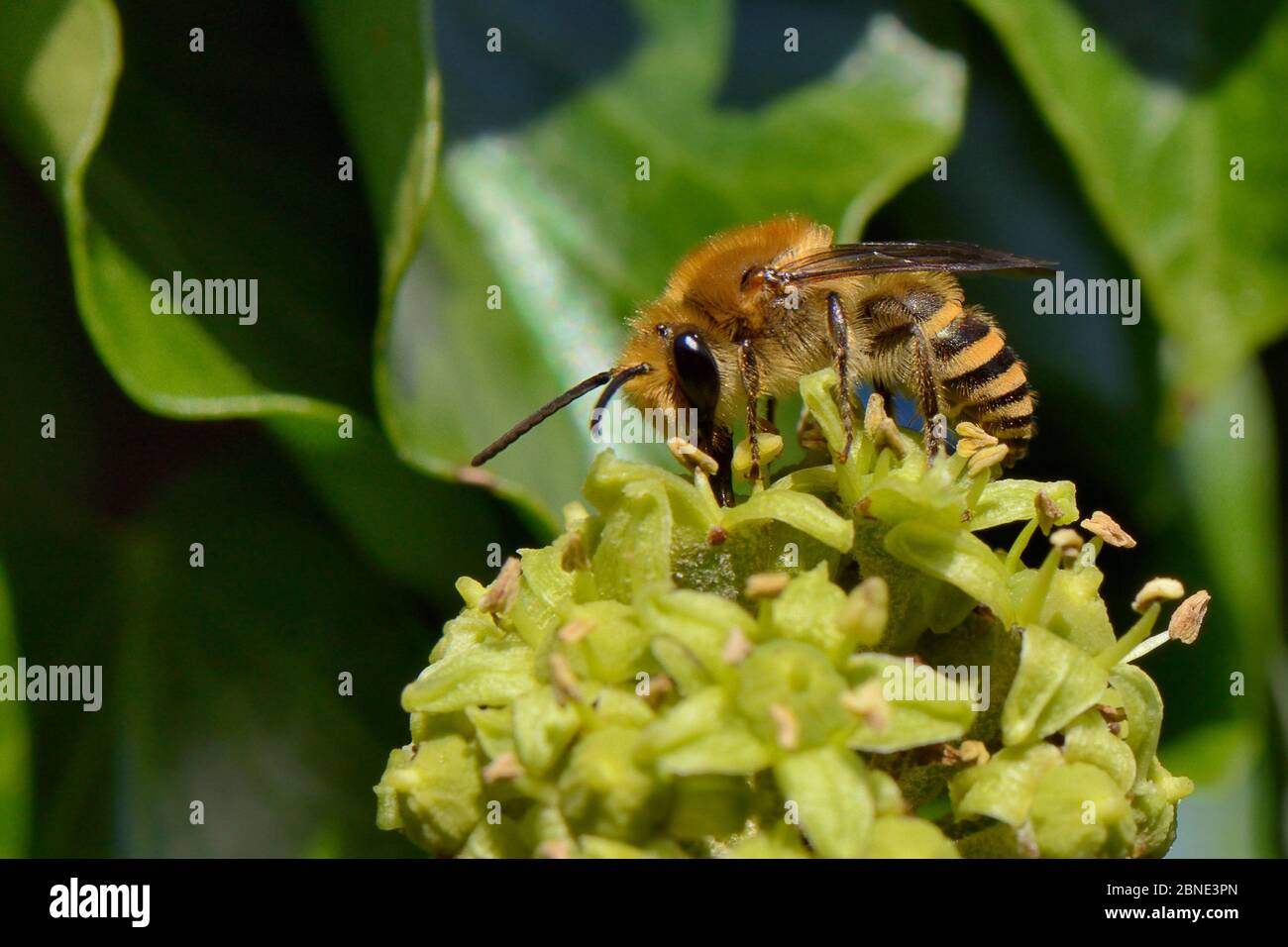Ivy bee (Colletes hederae) visiting Ivy flowers (Hedera helix