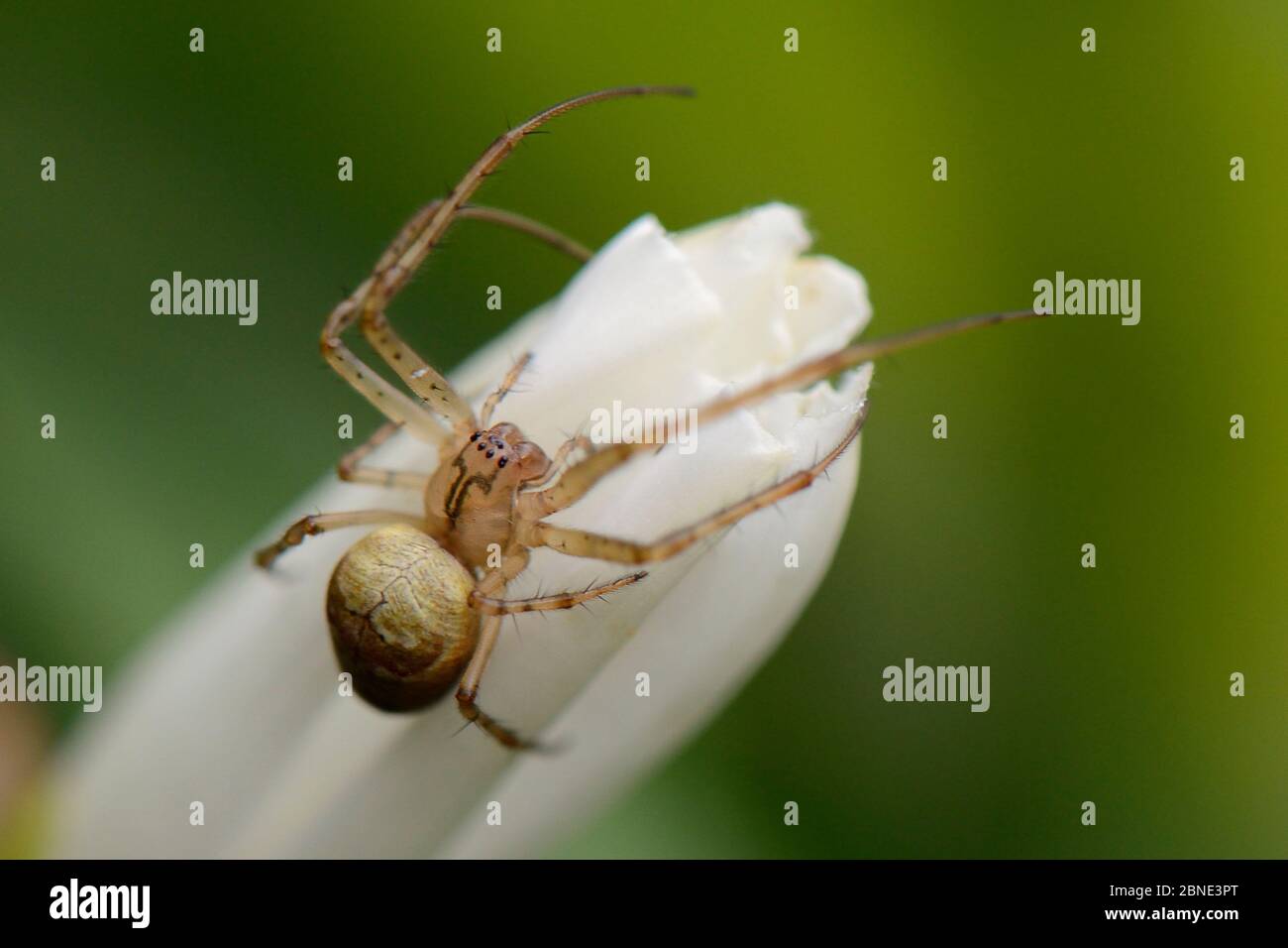 Zilla inclinata hi-res stock photography and images - Alamy