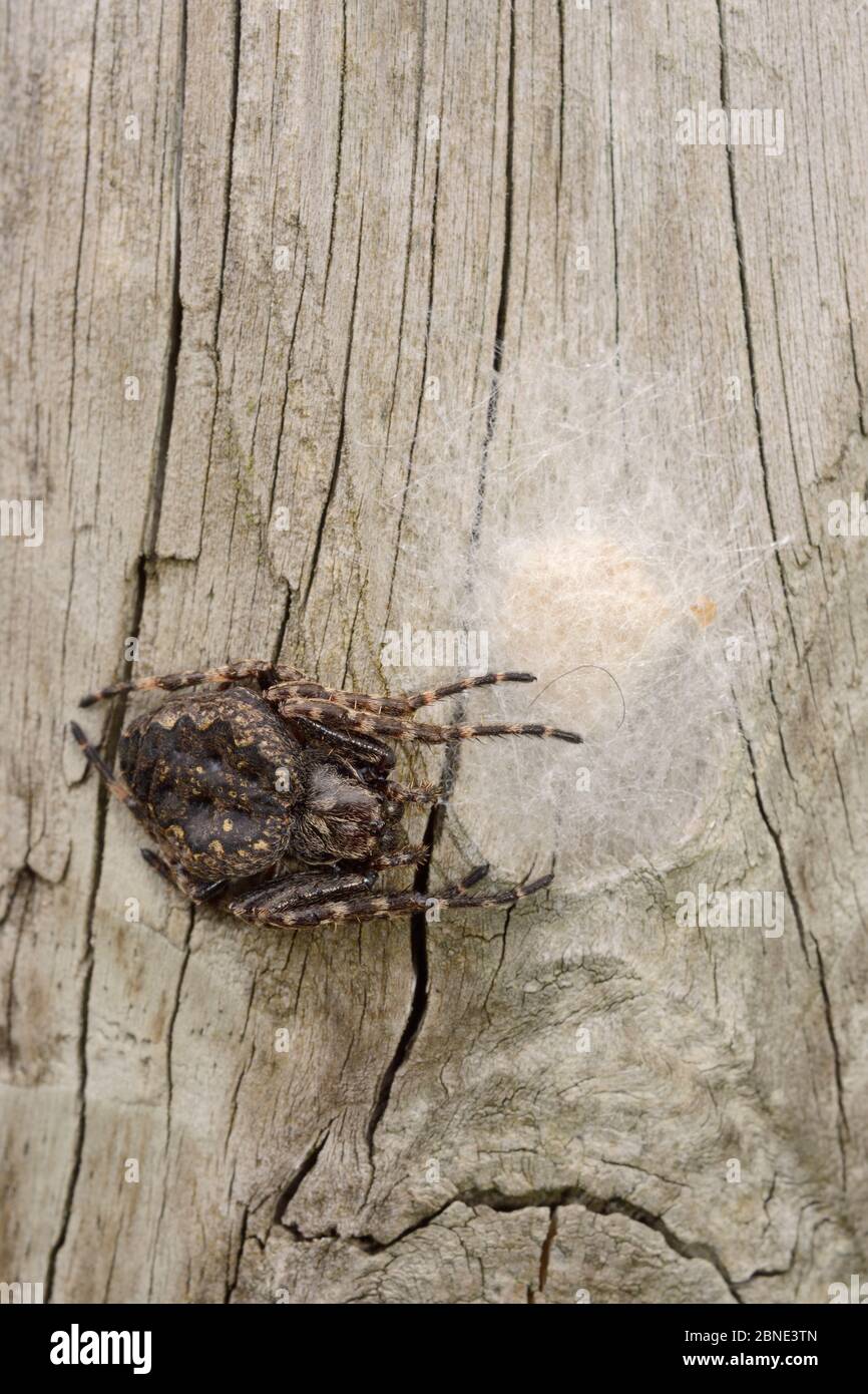 Female Walnut orb-weaver spider (Nuctenea umbratica) guarding her egg sac on an old fence post, Wiltshire, UK, June. Stock Photo