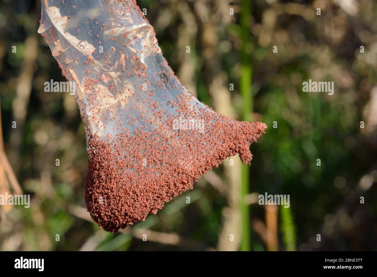 Gorse spider mites (Tetranychus lintearius) massing outside silk tent covering Gorse bush (Ulex europaeus) ready to migrate to other bushes. These mit Stock Photo