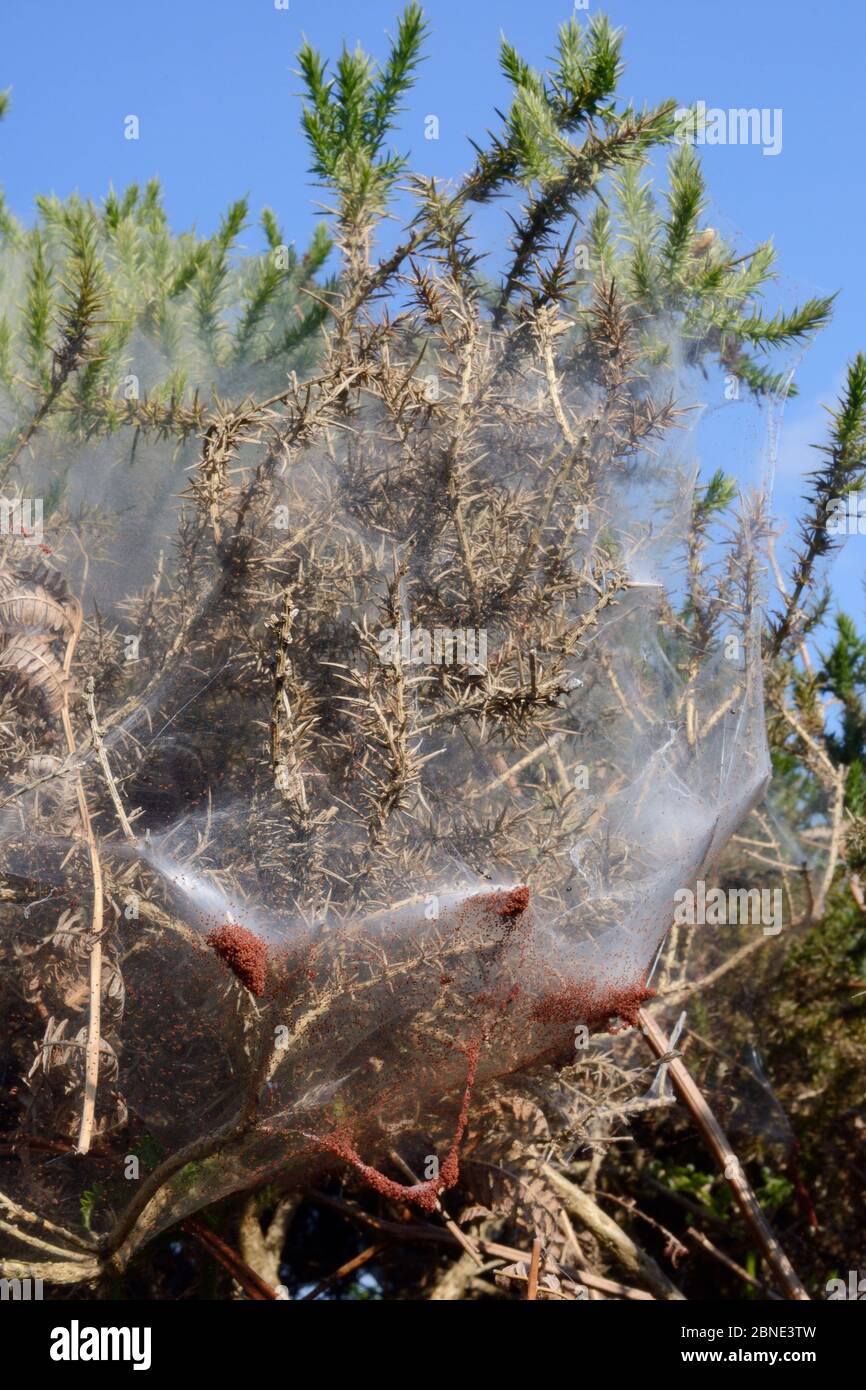 Gorse spider mites (Tetranychus lintearius) emerging in large numbers from silk tent shrouding Gorse bush (Ulex europaeus) ready to migrate to other b Stock Photo