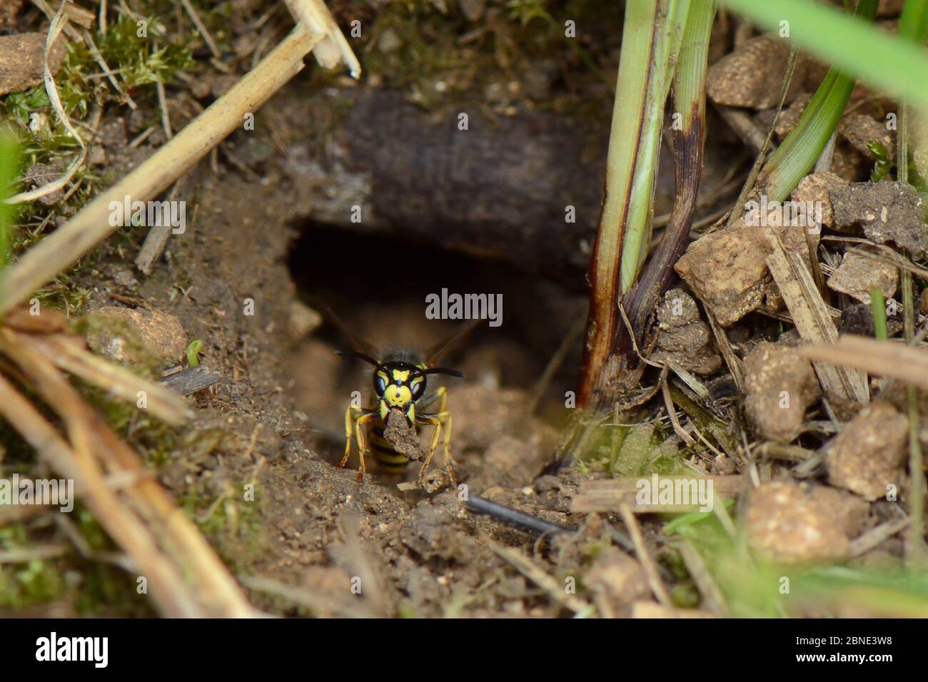German / European wasp (Vespula germanica) worker excavating a nest cavity and carrying a ball of soil while  to deposit it outside, chalk grassland m Stock Photo