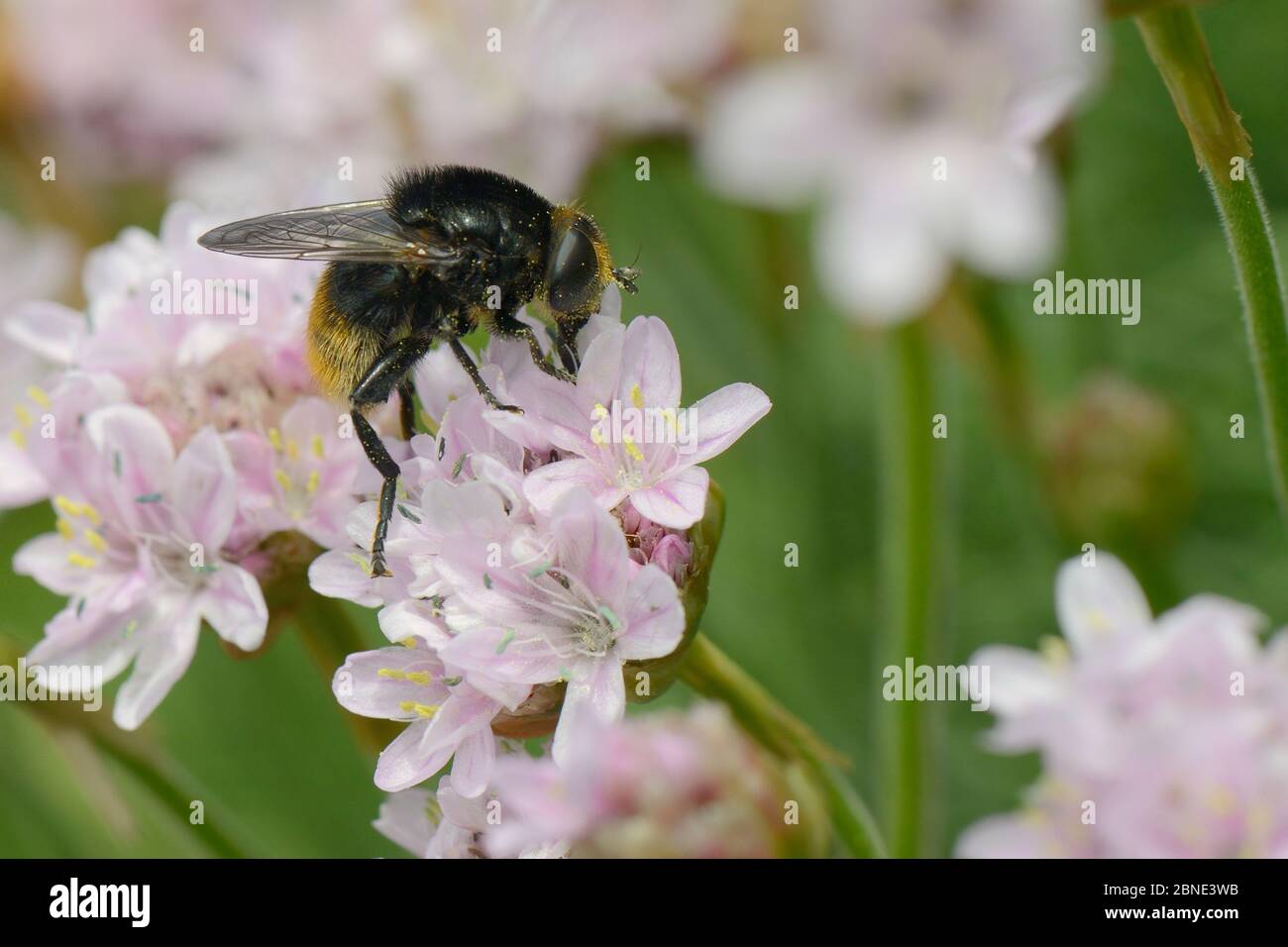 Female Narcissus bulb fly / Large narcissus fly (Merodon equestris ) a mimic of the Red-tailed bumblebee (Bombus lapidarius) nectaring on Sea thrift ( Stock Photo
