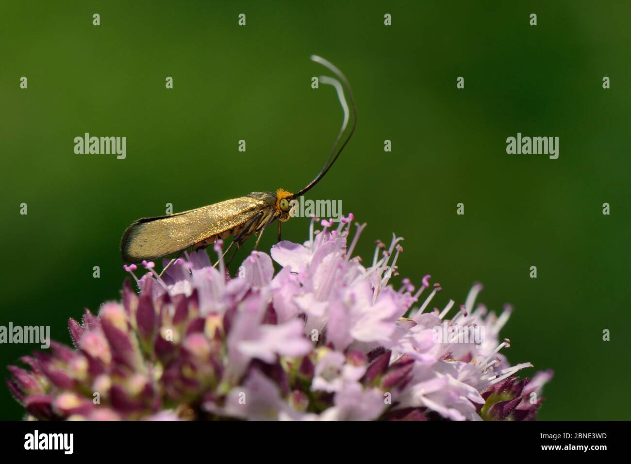 Female Brassy longhorn moth (Nemophora metallica) on a Wild marjoram (Origanum vulgare) flowerhead in chalk grassland, UK, July. Stock Photo
