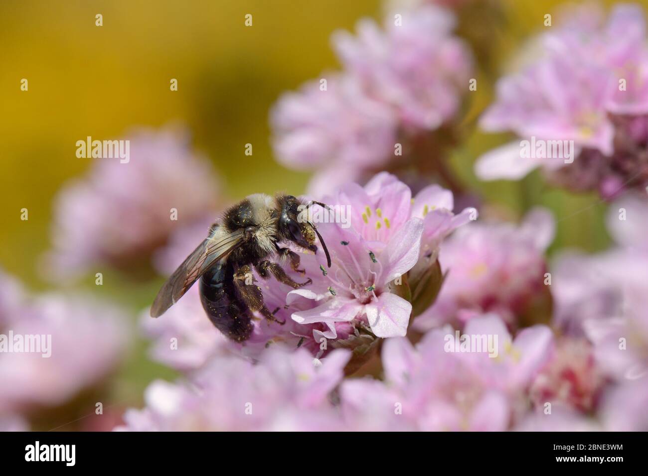 Grey / Ashy mining bee (Andrena cineraria) foraging on a Sea thrift  flowers (Armeria maritima) on a cliff top with Common gorse (Ulex europaea) bushe Stock Photo
