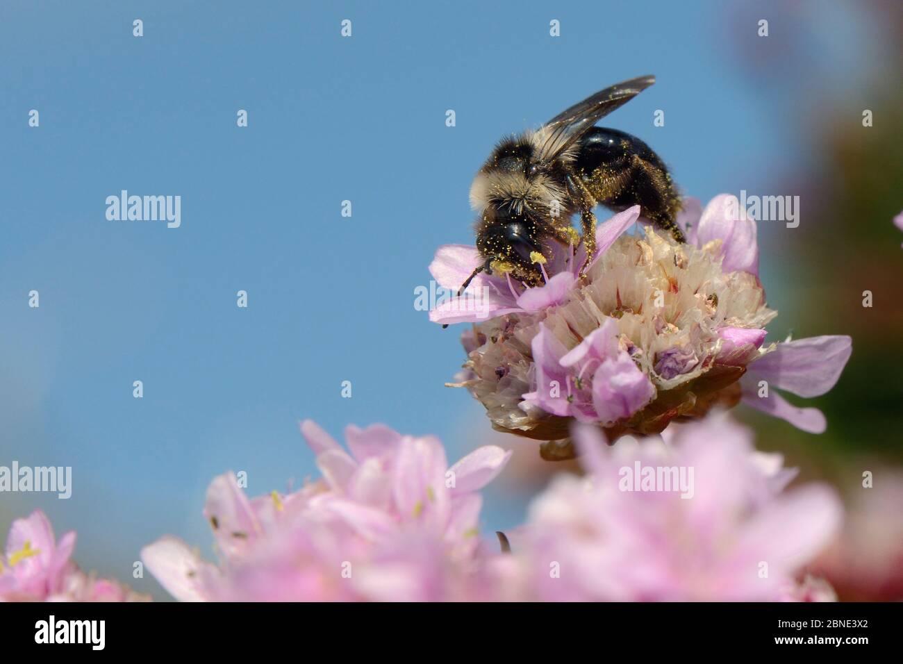 Grey / Ashy mining bee (Andrena cineraria) foraging on a Sea thrift  flower (Armeria maritima) on a cliff top, Cornwall, UK, May. Stock Photo