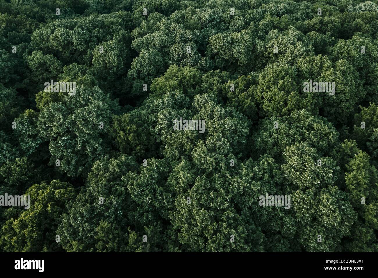 Aerial view of green treetops hi-res stock photography and images - Alamy