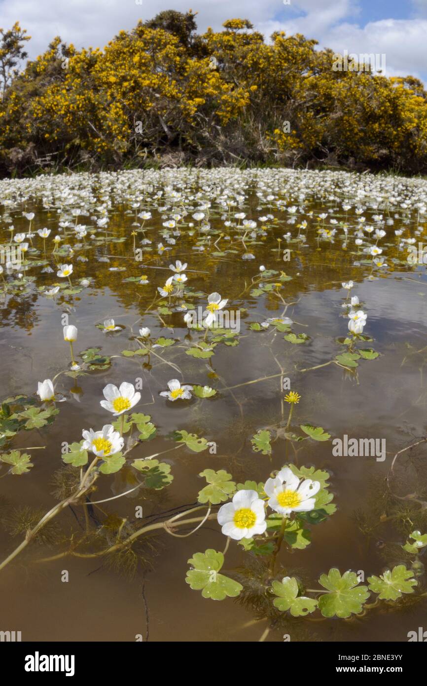 Fisheye lens view of Common water-crowfoot (Ranunculus aquatilis) flowering in a pond fringed by Common gorse bushes (Ulex europaeus), Brecon Beacons Stock Photo