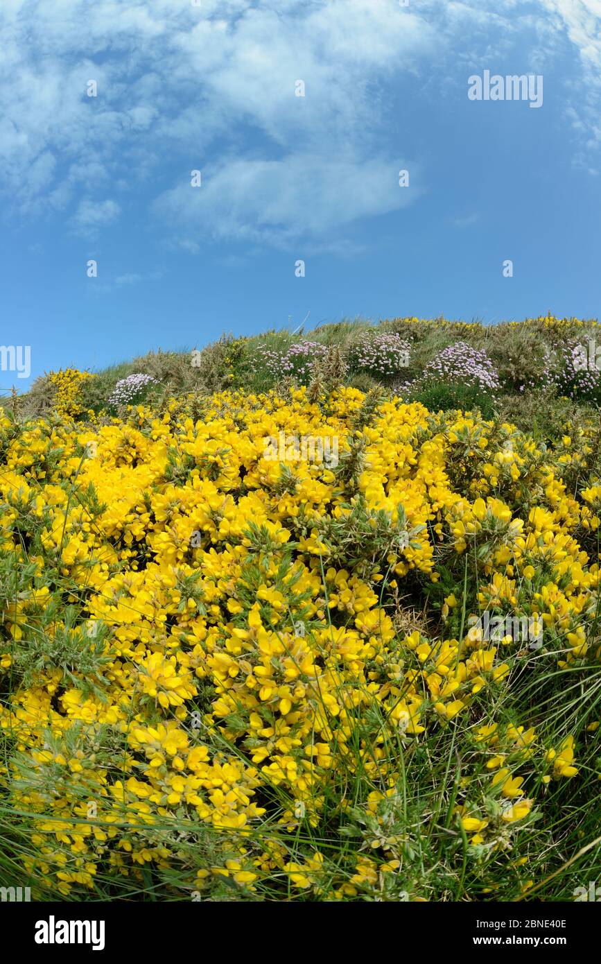 Common gorse bushes (Ulex europaeus) and Sea thrift (Armeria maritima) flowering on a cliff top, Widemouth Bay, Cornwall, UK, May. Stock Photo