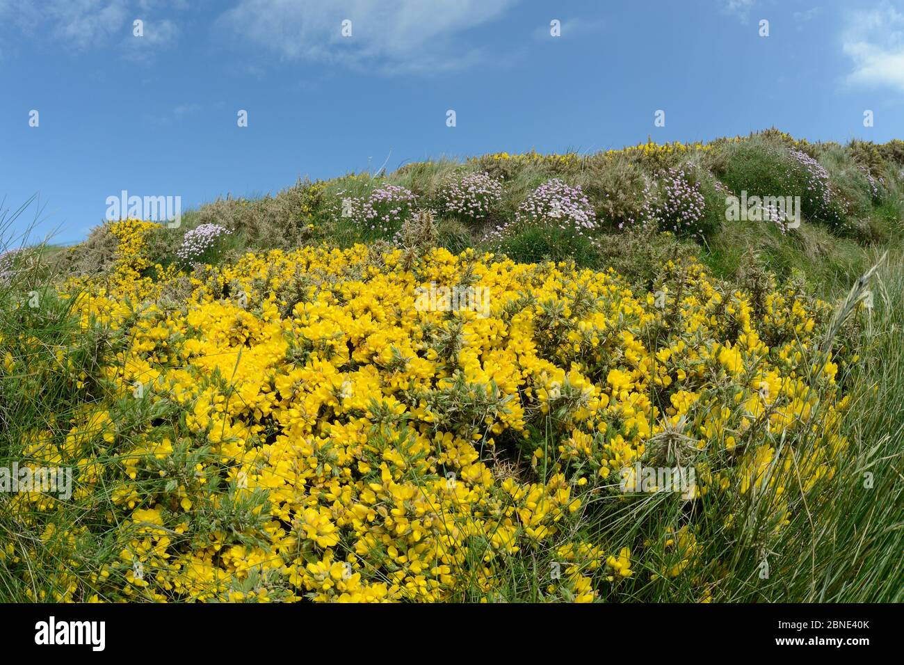 Common gorse bushes (Ulex europaeus) and Sea thrift (Armeria maritima) flowering on a cliff top, fisheye view, Widemouth Bay, Cornwall, UK, May. Stock Photo