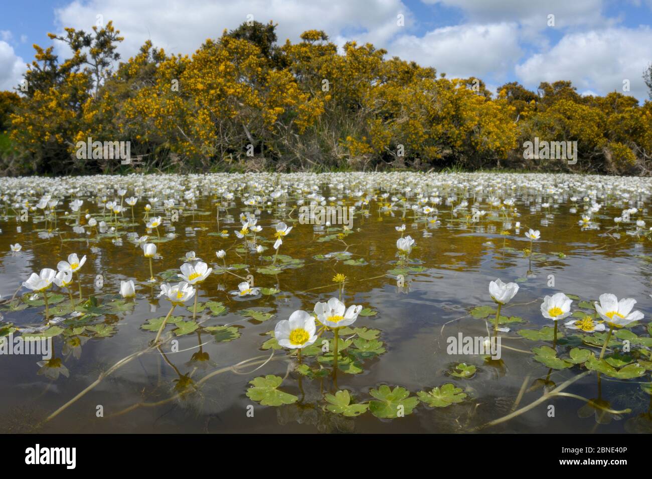 Fisheye lens view of Common water-crowfoot (Ranunculus aquatilis) flowering in a pond fringed by Common gorse bushes (Ulex europaeus), Brecon Beacons Stock Photo