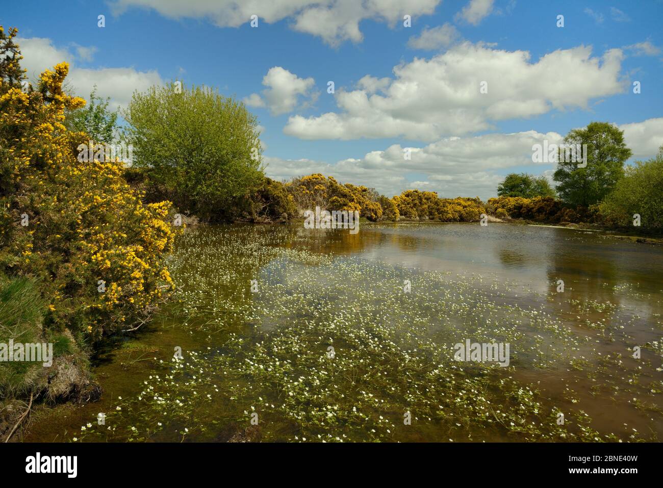 Common gorse bushes (Ulex europaeus) fringing a pond with a mass of flowering Common water-crowfoot (Ranunculus aquatilis), Brecon Beacons National Pa Stock Photo