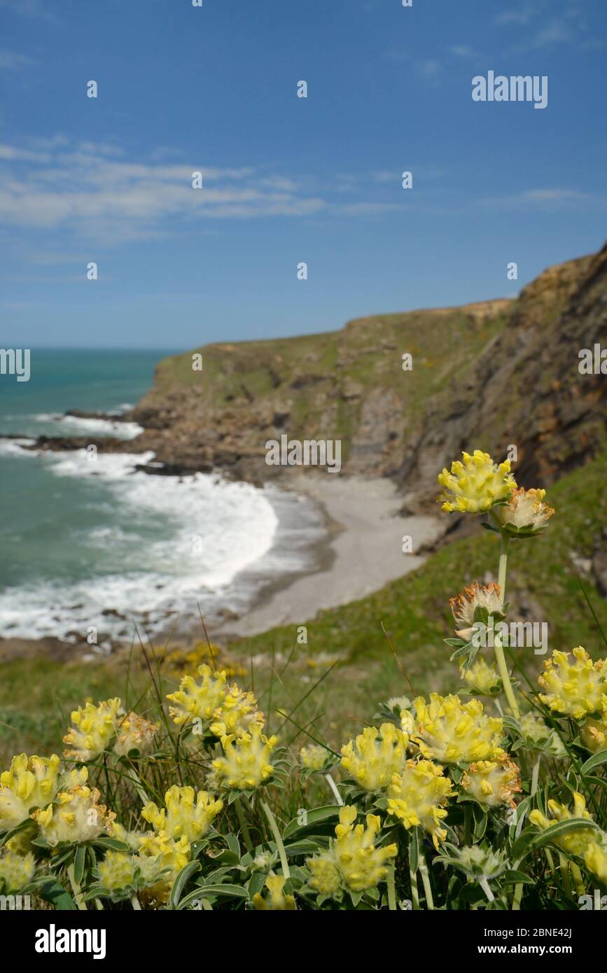 Kidney vetch (Anthyllis vulneraria) flowering on slumping cliff, Widemouth Bay, Cornwall, UK, May. Stock Photo