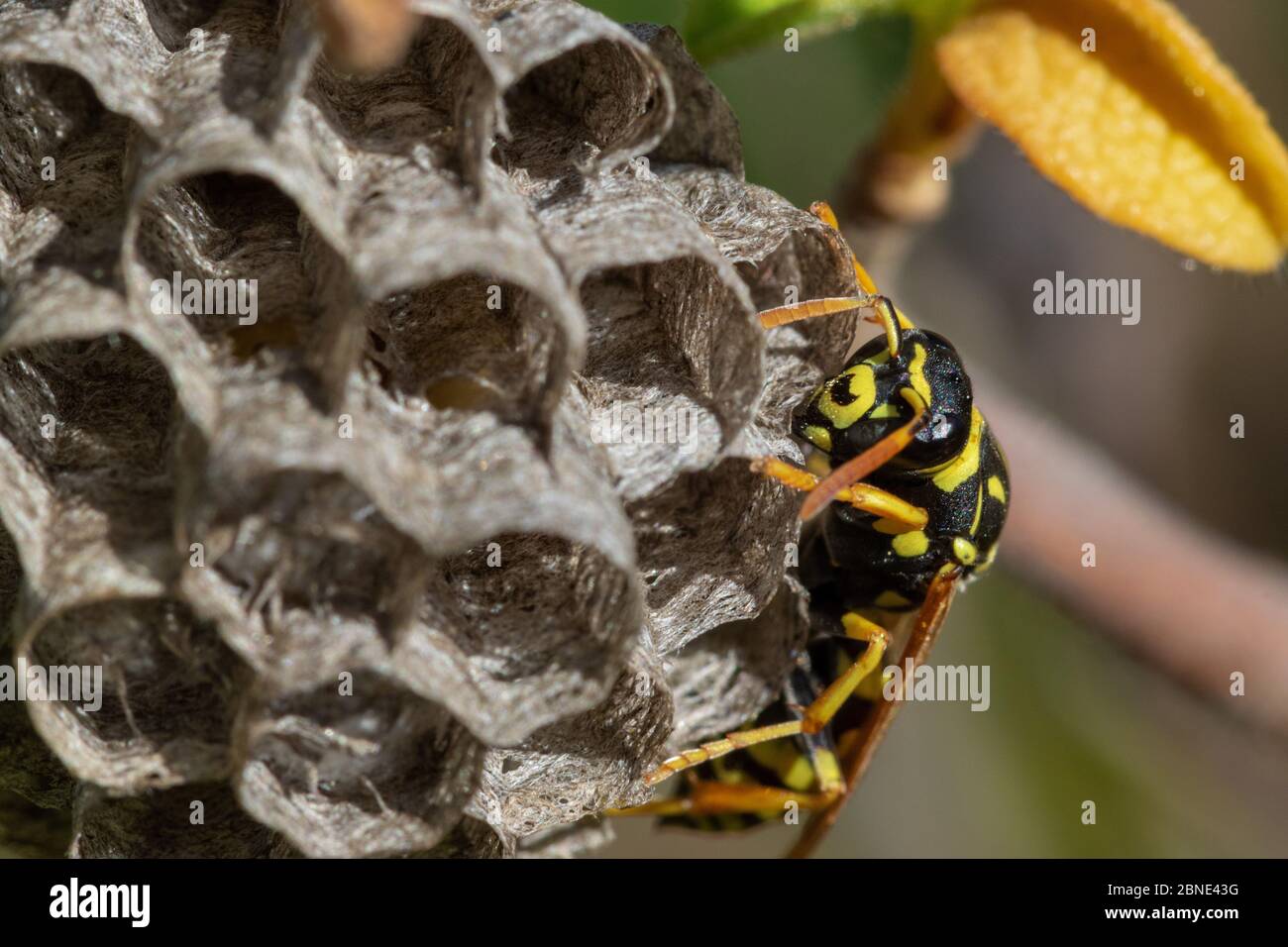 Paper wasp building the nest, Vrana Lake Nature Park, Croatia Stock Photo