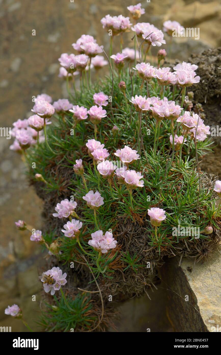 Sea thrift (Armeria maritima) flowering on cliff face at Widemouth Bay, Cornwall, UK, May. Stock Photo