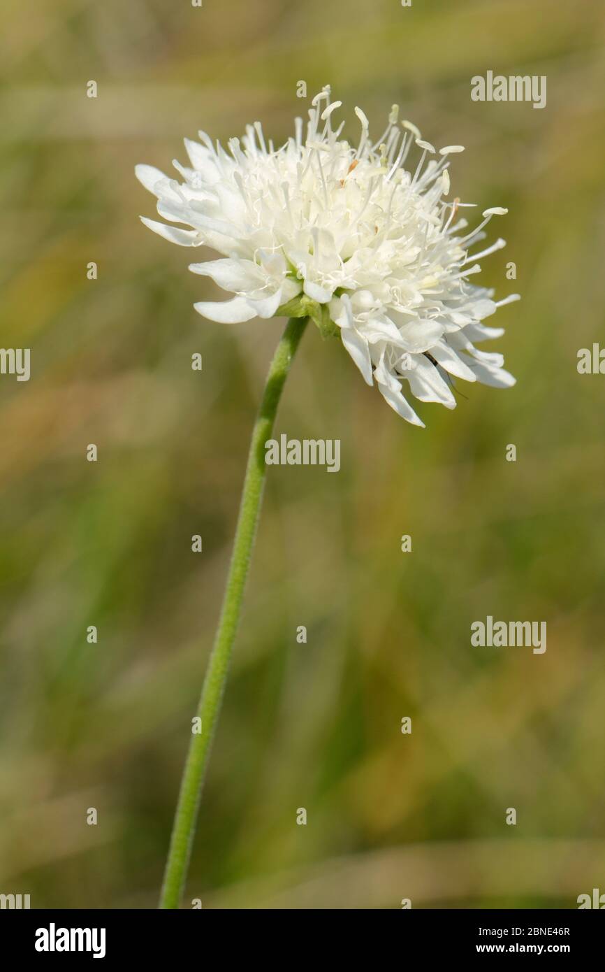 White form of Field scabious (Knautia arvensis) flowering on a chalk grassland slope, Wiltshire, UK, July. Stock Photo