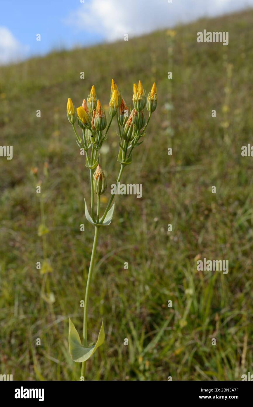 Yellow-wort (Blackstonia perfoliata) with flowers closed for the night by late afternoon on a chalk grassland hillside, Wiltshire, UK, July. Stock Photo