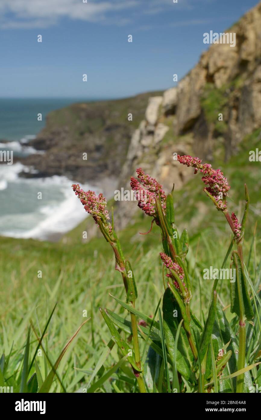 Common sorrel (Rumex acetosa) flowering on slumping cliff at Widemouth Bay, Cornwall, UK, May. Stock Photo