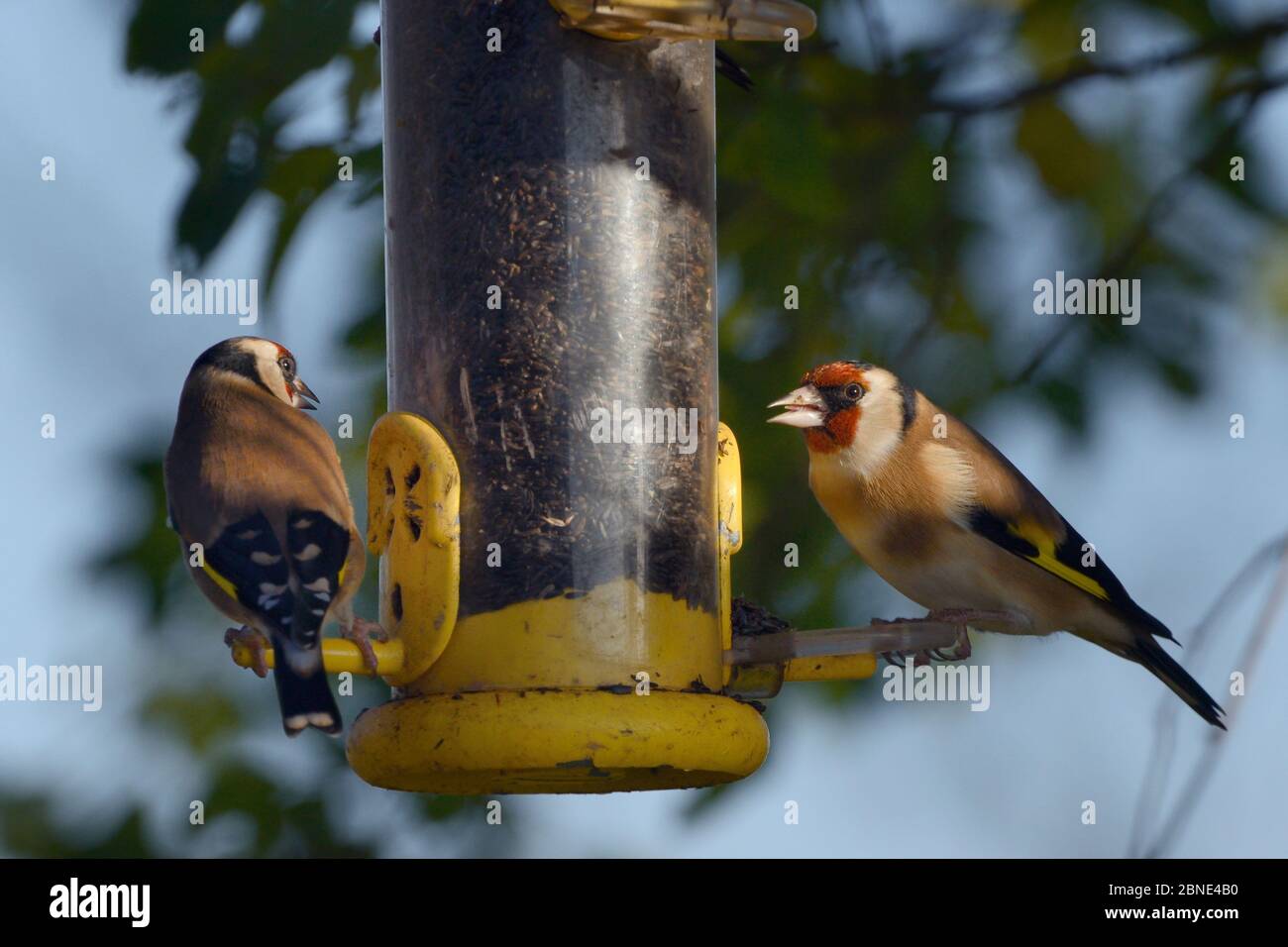 Two goldfinches (Carduelis carduelis) taking Niger / Noug (Guizotia abyssinica) seeds from a bird feeder, Gloucestershire, UK, December. Stock Photo