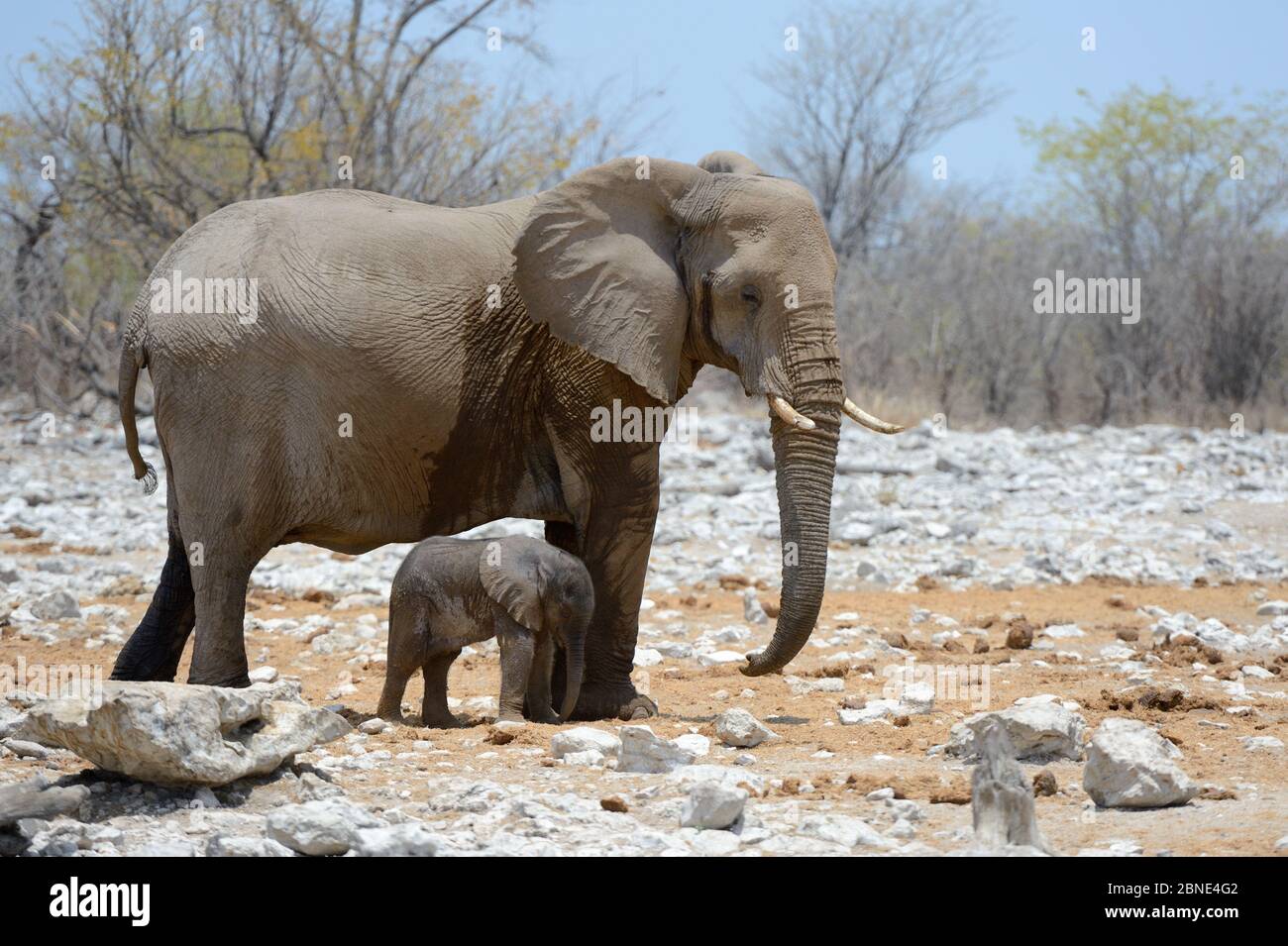 African elephant female staying next to her very young calf (Loxodonta africana)  Etosha National Park, Namibia, Africa Stock Photo