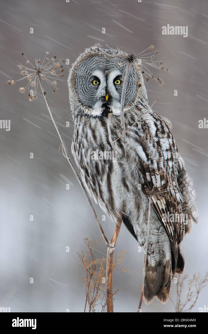Great grey owl (Strix nebulosa) perched on dead umbellifer plant,  winter, Finland, February. Stock Photo