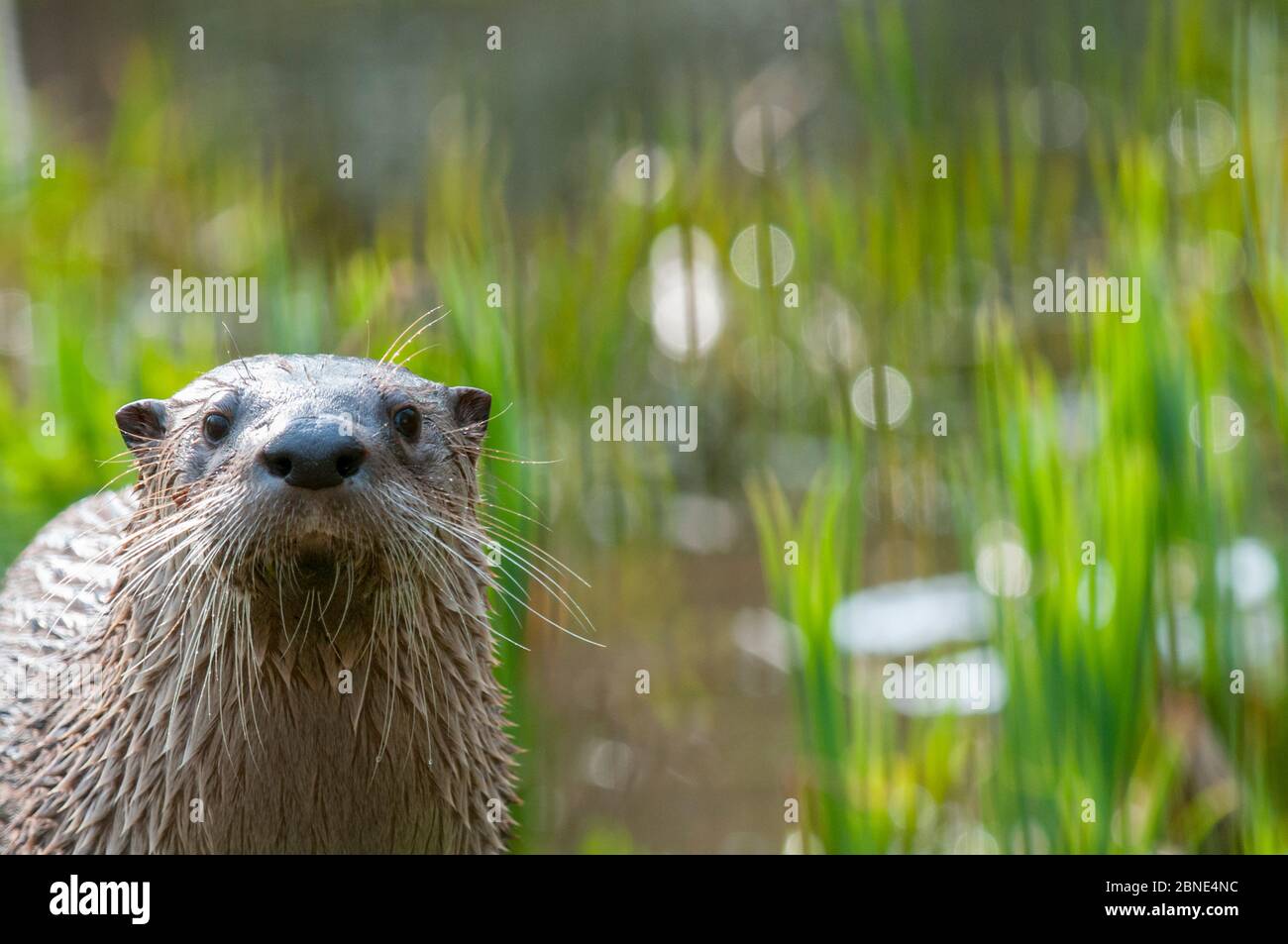 North American river otter (Lutra canadensis)  captive, occurs in North America. Stock Photo
