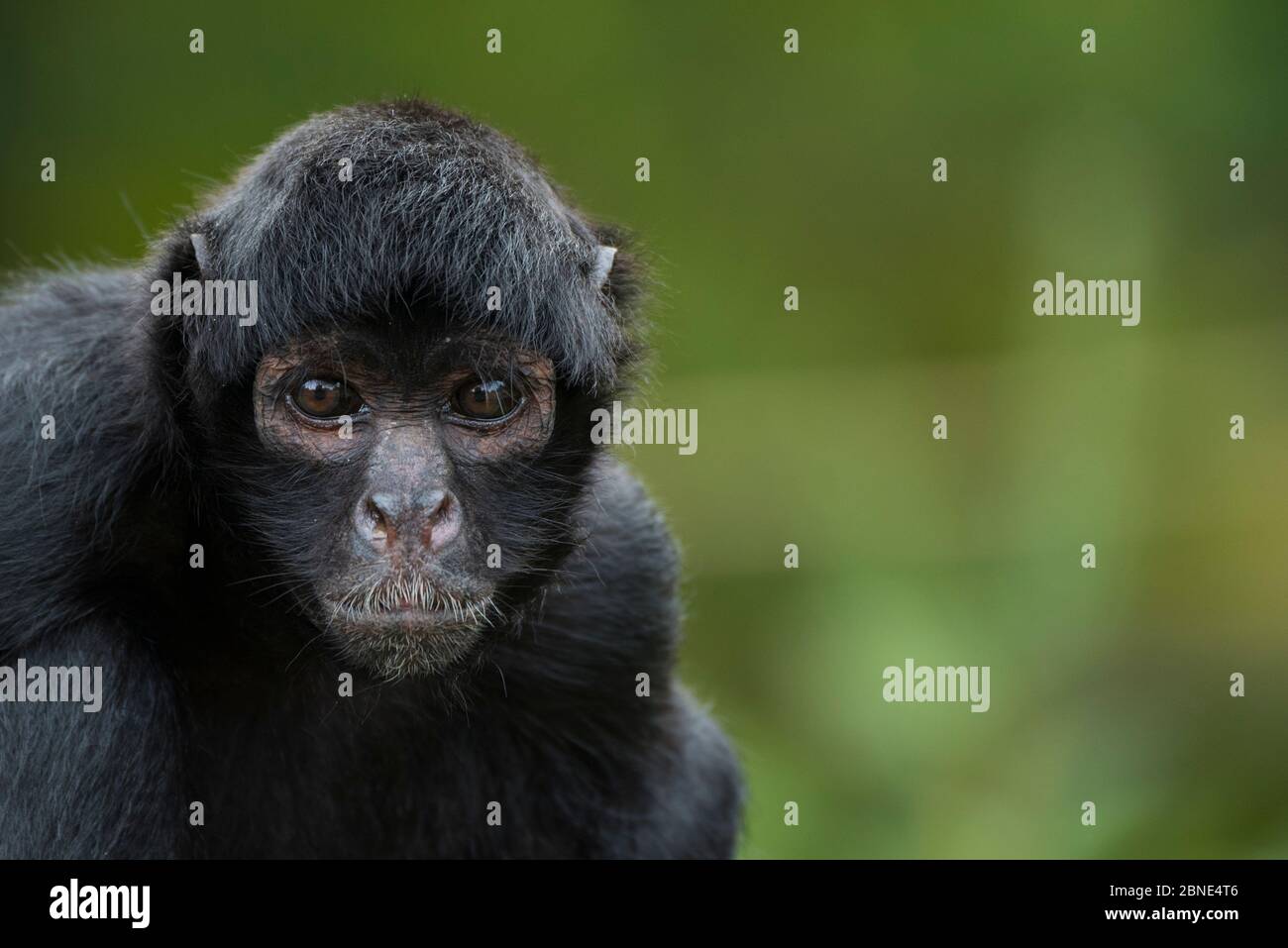 Brown headed spider monkey (Ateles fusciceps) captive, occurs in