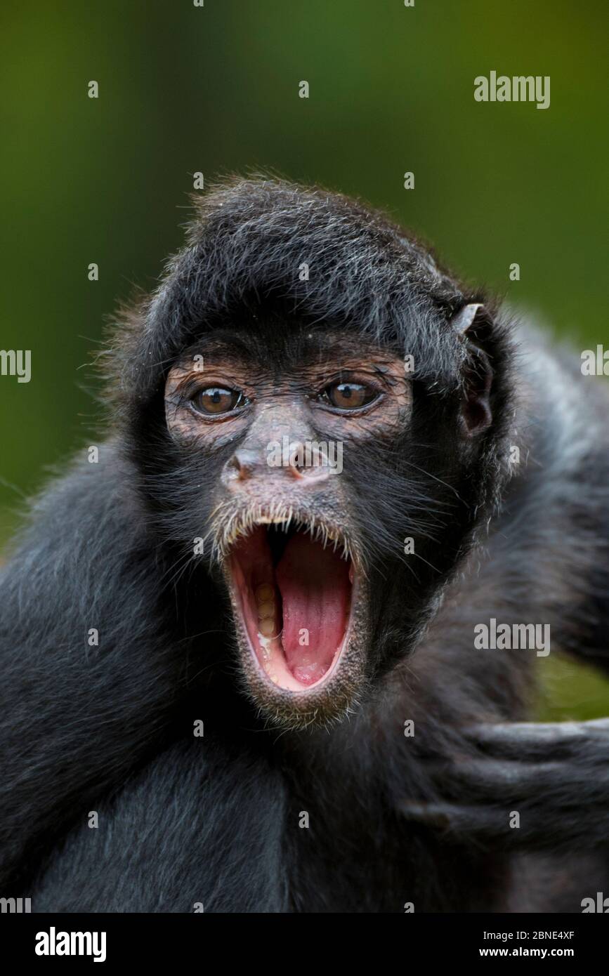 Brown headed spider monkey (Ateles fusciceps) calling. Captive, occurs in Central and South America. Stock Photo