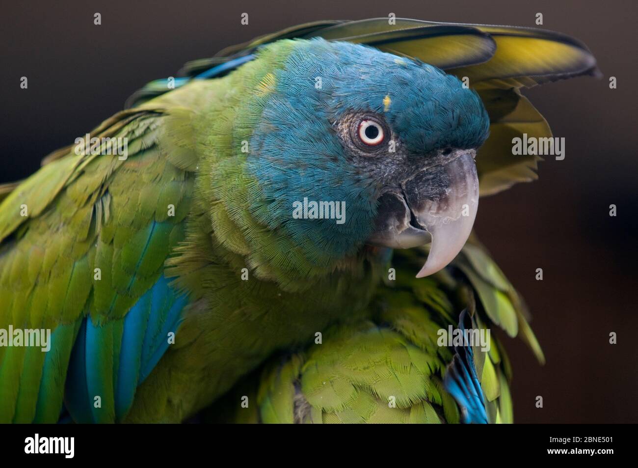 Blue headed macaw (Primolius couloni) one stretching its wing over another,  captive occurs Peru, Bolivia and Brazil Stock Photo - Alamy