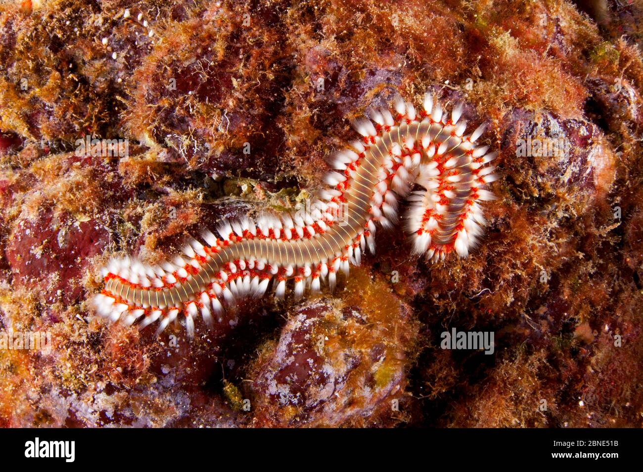 Fireworm (Hermodice carunculata), Santa Maria Island, Azores, Portugal, Atlantic Ocean. Stock Photo