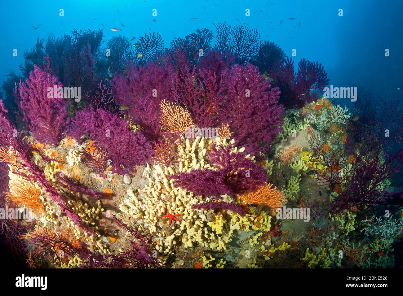 Red fan corals (Paramuricea clavata), Yellow gorgonian, (Eunicella cavolini) and Yellow cave-sponges (Aplysina cavernicola), Ischia Island, Italy, Tyr Stock Photo
