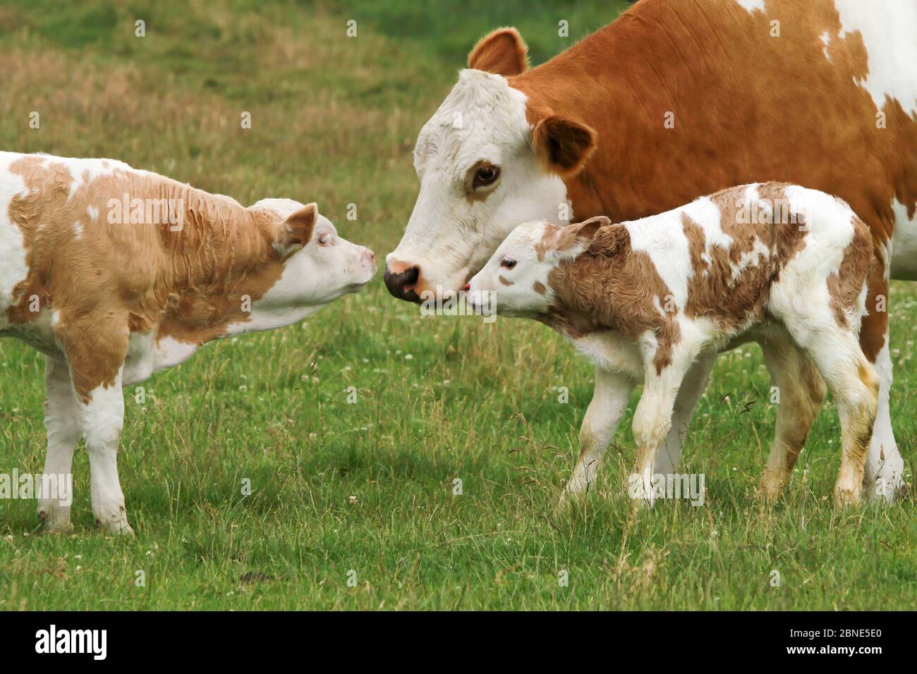 mother cow with two generations of offspring Stock Photo